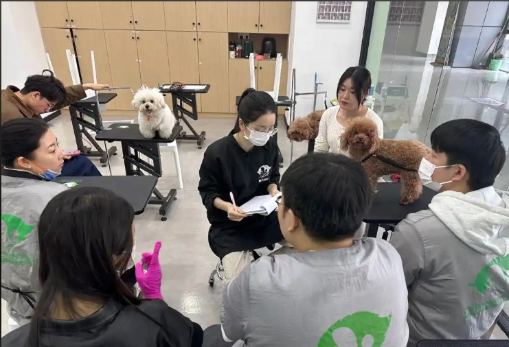 鼓楼区宠物美容宠物美容培训学校 - 排名